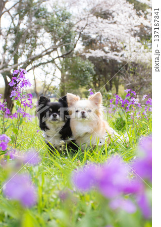 春の公園で花に囲まれる可愛いチワワ 春の公園で花に囲まれる可愛いチワワ 137187841