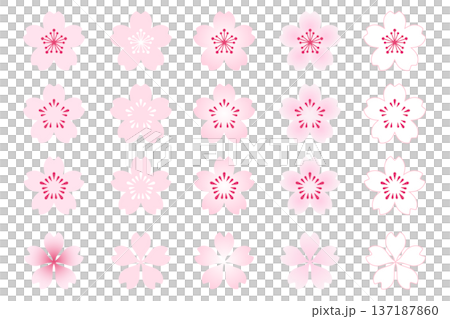 A set of cherry blossoms that can be arranged and used, with a white transparent background, icons, and vector illustrations A set of cherry blossoms that can be arranged and used, with a white transparent background, icons, and vector illustrations 137187860