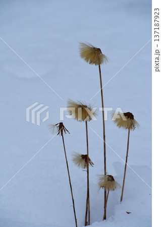 雪の中のセンボンヤリ 137187923