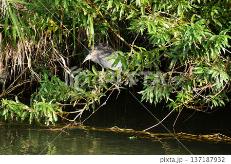 川を見つめる秋のゴイサギ 川を見つめる秋のゴイサギ 137187932