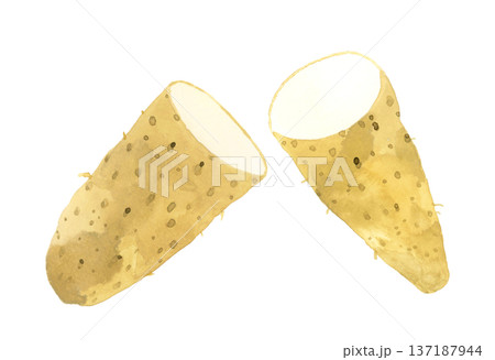 半分にカットした長芋　野菜の手描き水彩イラスト素材 137187944