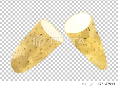 半分にカットした長芋　野菜の手描き水彩イラスト素材 137187944