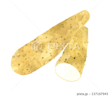 半分にカットした長芋　野菜の手描き水彩イラスト素材 137187945
