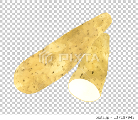半分にカットした長芋　野菜の手描き水彩イラスト素材 137187945