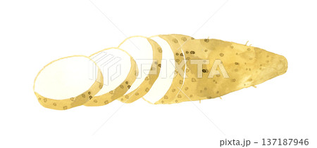 輪切りにした長芋　野菜の手描き水彩イラスト素材 137187946