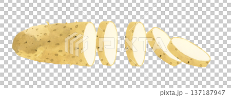 輪切りにした長芋　野菜の手描き水彩イラスト素材 137187947
