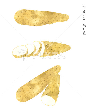 長芋のセット 野菜の手描き水彩イラスト素材 長芋のセット 野菜の手描き水彩イラスト素材 137187949