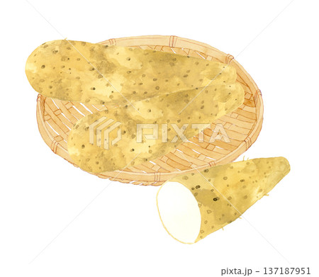 竹ざるに乗った長芋　野菜の手描き水彩イラスト素材 137187951