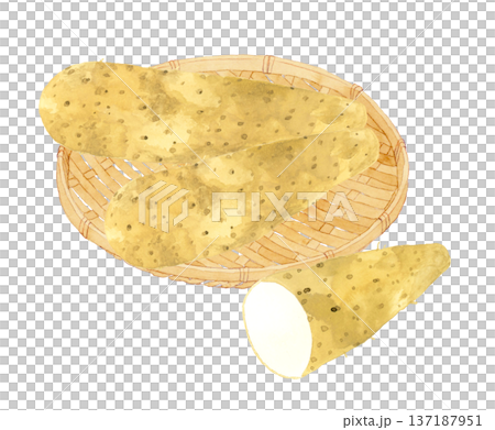 竹ざるに乗った長芋　野菜の手描き水彩イラスト素材 137187951