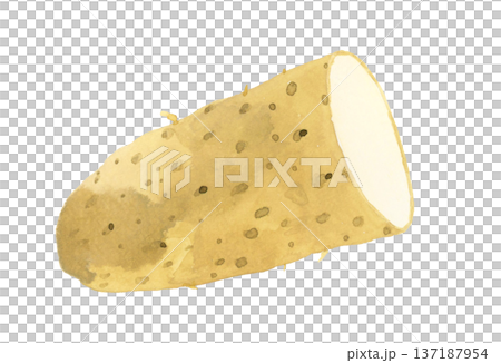 半分にカットした長芋 野菜の手描き水彩イラスト素材 半分にカットした長芋 野菜の手描き水彩イラスト素材 137187954