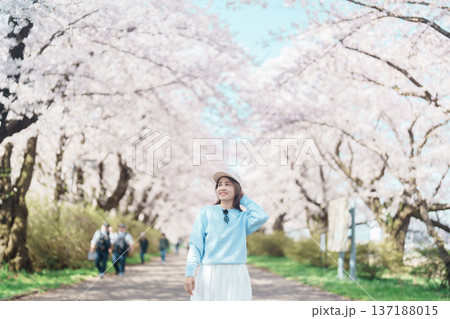 Woman tourist sightseeing Kitakami Tenshochi Park with Sakura Cherry Blossom in Spring, traveler travel in Kitakami festival, Iwate prefecture, Japan. Landmark for Travel and Vacation destination Woman tourist sightseeing Kitakami Tenshochi Park with Sakura Cherry Blossom in Spring, traveler travel in Kitakami festival, Iwate prefecture, Japan. Landmark for Travel and Vacation destination 137188015