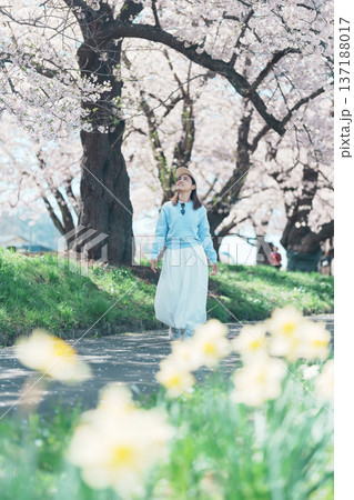 Woman tourist sightseeing Kitakami Tenshochi Park with Sakura Cherry Blossom in Spring, traveler travel in Kitakami festival, Iwate prefecture, Japan. Landmark for Travel and Vacation destination Woman tourist sightseeing Kitakami Tenshochi Park with Sakura Cherry Blossom in Spring, traveler travel in Kitakami festival, Iwate prefecture, Japan. Landmark for Travel and Vacation destination 137188017