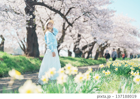 Woman tourist sightseeing Kitakami Tenshochi Park with Sakura Cherry Blossom in Spring, traveler travel in Kitakami festival, Iwate prefecture, Japan. Landmark for Travel and Vacation destination Woman tourist sightseeing Kitakami Tenshochi Park with Sakura Cherry Blossom in Spring, traveler travel in Kitakami festival, Iwate prefecture, Japan. Landmark for Travel and Vacation destination 137188019