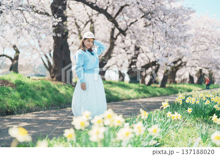 Woman tourist sightseeing Kitakami Tenshochi Park with Sakura Cherry Blossom in Spring, traveler travel in Kitakami festival, Iwate prefecture, Japan. Landmark for Travel and Vacation destination Woman tourist sightseeing Kitakami Tenshochi Park with Sakura Cherry Blossom in Spring, traveler travel in Kitakami festival, Iwate prefecture, Japan. Landmark for Travel and Vacation destination 137188020