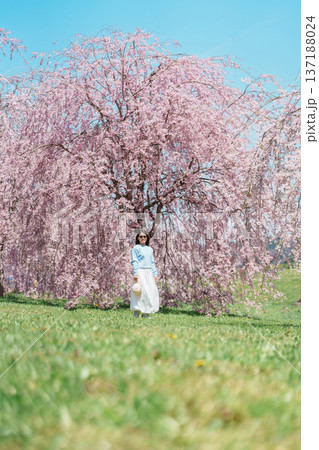 Woman tourist sightseeing Kitakami Tenshochi Park with Sakura Cherry Blossom in Spring, traveler travel in Kitakami festival, Iwate prefecture, Japan. Landmark for Travel and Vacation destination 137188024