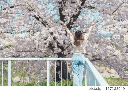 Woman tourist sightseeing Sakura Cherry blossom at Morioka Castle Ruins park in Spring, happy traveler travel in Iwate Park, Iwate prefecture, Japan. famous Landmark Travel and Vacation destination Woman tourist sightseeing Sakura Cherry blossom at Morioka Castle Ruins park in Spring, happy traveler travel in Iwate Park, Iwate prefecture, Japan. famous Landmark Travel and Vacation destination 137188049