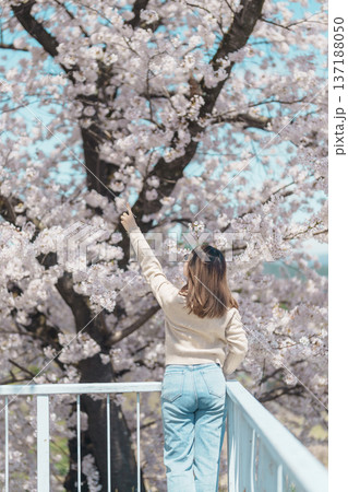 Woman tourist sightseeing Sakura Cherry blossom at Morioka Castle Ruins park in Spring, happy traveler travel in Iwate Park, Iwate prefecture, Japan. famous Landmark Travel and Vacation destination Woman tourist sightseeing Sakura Cherry blossom at Morioka Castle Ruins park in Spring, happy traveler travel in Iwate Park, Iwate prefecture, Japan. famous Landmark Travel and Vacation destination 137188050