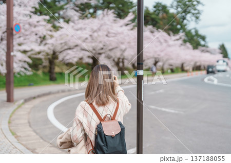 Woman tourist sightseeing Hirosaki Castle park with Sakura Cherry Blossom in Spring, traveler travel in Hirosaki city, Aomori, Tohoku, Japan. Landmark famous in Japan. Travel and Vacation destination 137188055