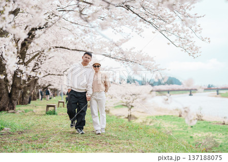 Couple tourist sightseeing Sakura Cherry Blossom in Spring. Happy traveler travel near Hinokinai River riverbank in Kakunodate town, Semboku District, Akita Prefecture, Japan. Landmark and Vacation 137188075