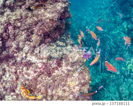 大きなオオセ（テンジクザメ目）とホウライヒメジ、チョウチョウウオ他群れ。ヒリゾ浜南伊豆町中木 静岡県 137188111