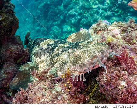 大きなオオセ（テンジクザメ目）とホウライヒメジ、チョウチョウウオ他群れ。ヒリゾ浜南伊豆町中木 静岡県 137188117