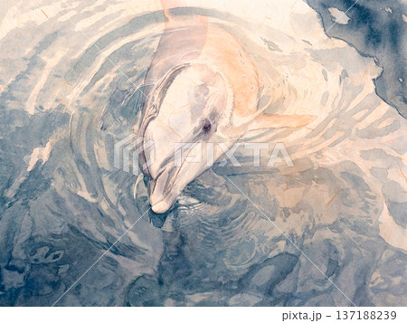 愛想の良いイルカ 137188239
