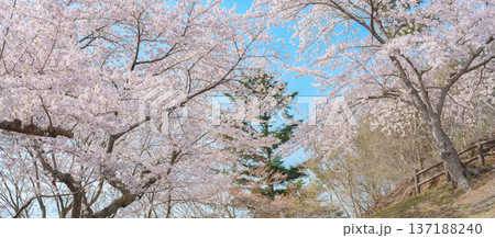 Sakura cherry blossoms in Spring from Saigyo modoshi no matsu park near Matsushima Bay of Sendai city, Miyagi Prefecture, Tohoku, Japan. Landmark and famous for tourists attraction. Japan travel 137188240