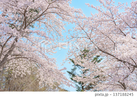 beautiful Spring day, Cherry blossom against blue sky in park, Somei Yoshino Sakura blooming in sunshine day. Japan Travel background, template and wallpaper for spring season and Hanami picnic 137188245