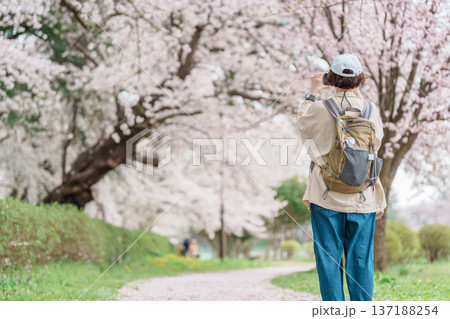 Woman tourist sightseeing Kajo Park Yamagata Castle Ruins with Sakura Cherry Blossom in Spring, happy traveler travel in Yamagata prefecture, Tohoku, Japan. famous Landmark for Travel and Vacation 137188254