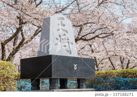 Tendo Park or Maizuru Park with Sakura Cherry Blossom in Spring season, landmark popular for tourist attractions in Yamagata prefecture, Tohoku, Japan 137188271