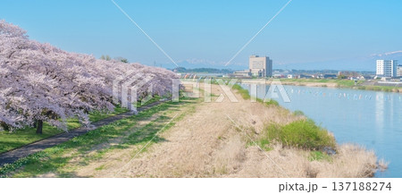 Kitakami Tenshochi Park with Sakura Cherry Blossom in Spring, Kitakami festival. Iwate mountain and Kitakami river in Iwate prefecture, Japan. Famous Landmark for Travel and Vacation destination Kitakami Tenshochi Park with Sakura Cherry Blossom in Spring, Kitakami festival. Iwate mountain and Kitakami river in Iwate prefecture, Japan. Famous Landmark for Travel and Vacation destination 137188274