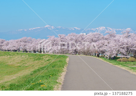 Kitakami Tenshochi Park with Sakura Cherry Blossom in Spring, Kitakami festival. Snow Iwate mountain in Iwate prefecture, Japan. Famous Landmark for Travel and Vacation destination Kitakami Tenshochi Park with Sakura Cherry Blossom in Spring, Kitakami festival. Snow Iwate mountain in Iwate prefecture, Japan. Famous Landmark for Travel and Vacation destination 137188275