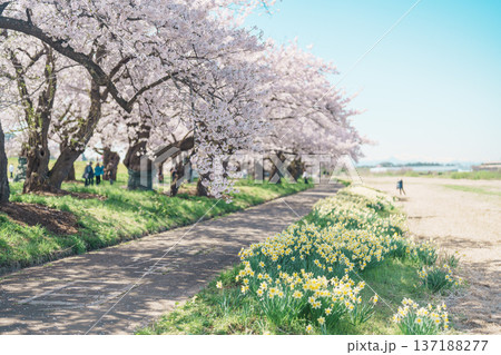 Kitakami Tenshochi Park with Sakura Cherry Blossom in Spring, Kitakami festival. Iwate mountain and Kitakami river in Iwate prefecture, Japan. Famous Landmark for Travel and Vacation destination 137188277