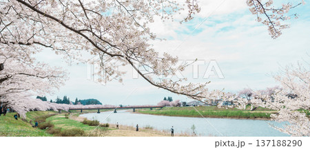 Beautiful Sakura Cherry Blossom in Hinokinai River riverbank in Kakunodate town, Semboku District, Akita Prefecture, Japan. Landmark and Vacation in spring season 137188290