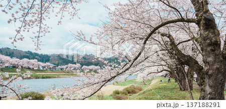 Beautiful Sakura Cherry Blossom in Hinokinai River riverbank in Kakunodate town, Semboku District, Akita Prefecture, Japan. Landmark and Vacation in spring season 137188291