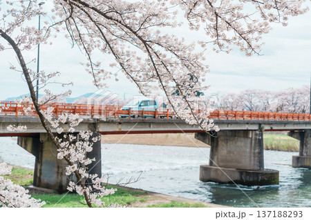 Beautiful Sakura Cherry Blossom in Hinokinai River riverbank in Kakunodate town, Semboku District, Akita Prefecture, Japan. Landmark and Vacation in spring season Beautiful Sakura Cherry Blossom in Hinokinai River riverbank in Kakunodate town, Semboku District, Akita Prefecture, Japan. Landmark and Vacation in spring season 137188293