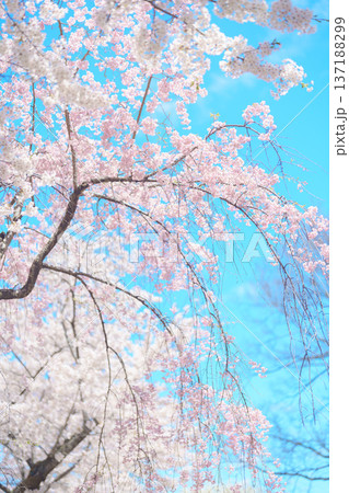 beautiful Spring day, Cherry blossom against blue sky in park, Somei Yoshino Sakura blooming in sunshine day. Japan Travel background, template and wallpaper for spring season and Hanami picnic 137188299