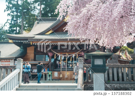 tourists sightseeing Sakurayama Shrine with sakura Cherry blossom in Spring season. Morioka city, Iwate prefecture, Japan. famous Landmark Travel and Vacation destination tourists sightseeing Sakurayama Shrine with sakura Cherry blossom in Spring season. Morioka city, Iwate prefecture, Japan. famous Landmark Travel and Vacation destination 137188302