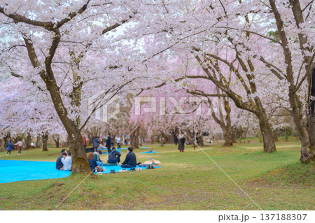 Tourists sightseeing and Hanami picnic at Hirosaki Cherry Blossom Festival, traveling in Hirosaki castle park, Aomori, Tohoku, Japan. Landmark famous in Japan. Travel and Vacation destination Tourists sightseeing and Hanami picnic at Hirosaki Cherry Blossom Festival, traveling in Hirosaki castle park, Aomori, Tohoku, Japan. Landmark famous in Japan. Travel and Vacation destination 137188307