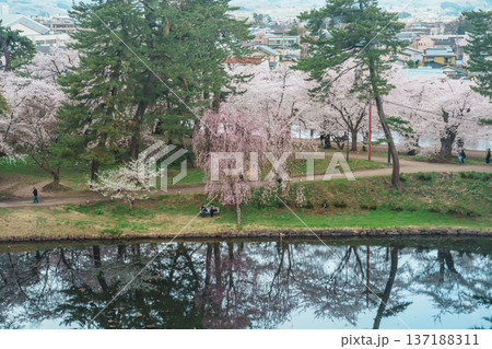 Beautiful Sakura Cherry Blossom and Iwaki mount in Hirosaki Castle park, traveling in Hirosaki city, Aomori, Tohoku, Japan. Landmark famous in Japan. Travel and Vacation destination Beautiful Sakura Cherry Blossom and Iwaki mount in Hirosaki Castle park, traveling in Hirosaki city, Aomori, Tohoku, Japan. Landmark famous in Japan. Travel and Vacation destination 137188311
