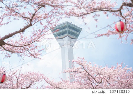 Beautiful Sakura Cherry Blossom in Spring season. Goryokaku Tower park in Hakodate city, Hokkaido prefecture, Japan. famous Landmark, Japan Travel and Vacation destination 137188319