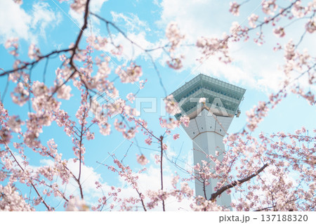 Beautiful Sakura Cherry Blossom in Spring season. Goryokaku Tower park in Hakodate city, Hokkaido prefecture, Japan. famous Landmark, Japan Travel and Vacation destination 137188320