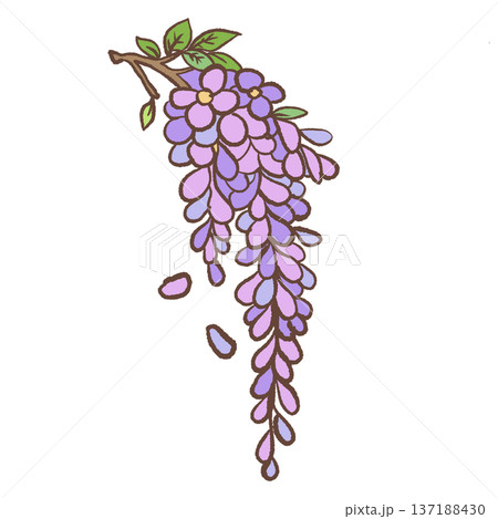 Hanging wisteria flower cluster with green leaves and falling petals hand drawn romantic spring botanical illustration for elegant decor and stationery Hanging wisteria flower cluster with green leaves and falling petals hand drawn romantic spring botanical illustration for elegant decor and stationery 137188430