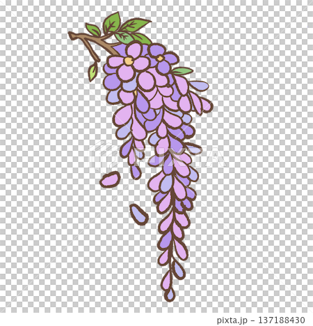 Hanging wisteria flower cluster with green leaves and falling petals hand drawn romantic spring botanical illustration for elegant decor and stationery Hanging wisteria flower cluster with green leaves and falling petals hand drawn romantic spring botanical illustration for elegant decor and stationery 137188430