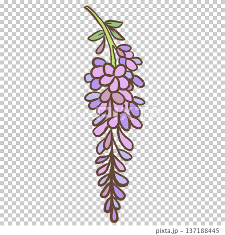 Single hanging wisteria flower cluster hand drawn floral illustration romantic spring botanical element for wedding decor and elegant stationery Single hanging wisteria flower cluster hand drawn floral illustration romantic spring botanical element for wedding decor and elegant stationery 137188445