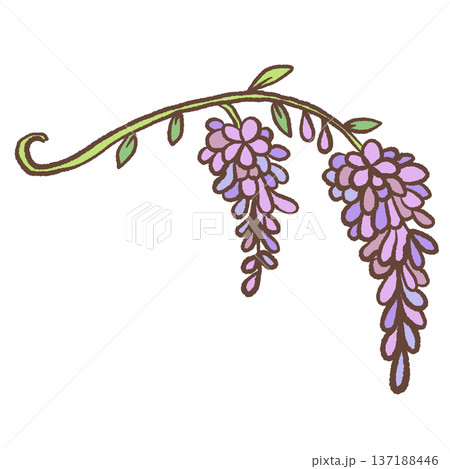 Two hanging wisteria flower clusters on curved stem hand drawn floral illustration romantic garden botanical element for wedding stationery and decor 137188446