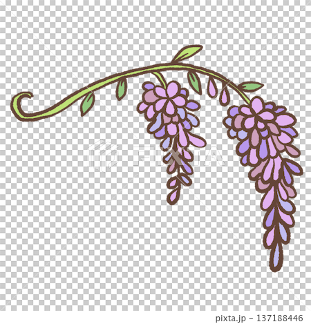 Two hanging wisteria flower clusters on curved stem hand drawn floral illustration romantic garden botanical element for wedding stationery and decor 137188446