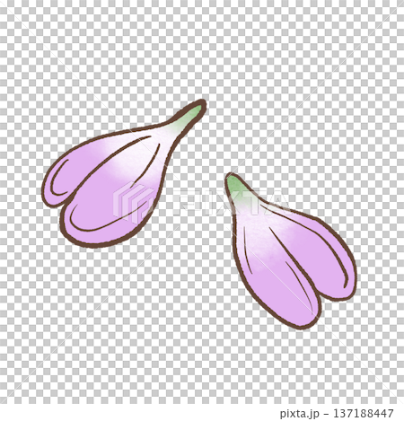 Soft purple wisteria petal pair hand drawn floral illustration delicate spring botanical element for romantic stationery and feminine designs 137188447