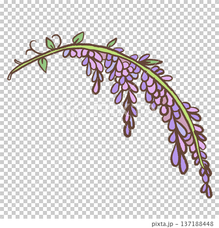 Curved wisteria vine branch with purple hanging blossoms hand drawn floral illustration romantic spring botanical element for wedding decor and feminine designs 137188448