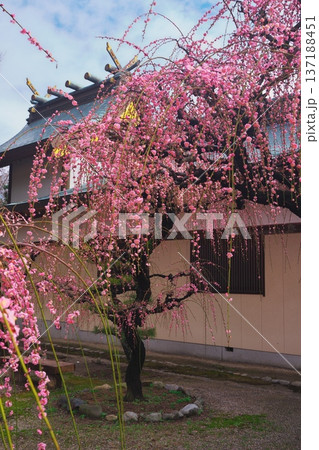 三重県津市 結城神社 満開の枝垂れ梅と社殿 三重県津市 結城神社 満開の枝垂れ梅と社殿 137188451